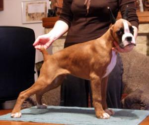 Boxerpuppiesforsale